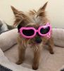 Pet Goggles Dog UV Protection Glasses Waterproof Windproof Anti-Fog Eye Glasses